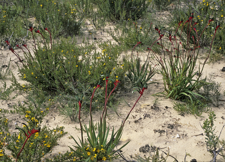 Anigozanthos manglesii