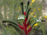 Anigozanthos manglesii