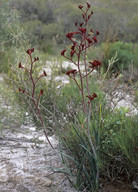 Anigozanthos rufus