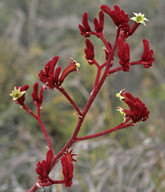 Anigozanthos rufus