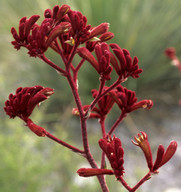 Anigozanthos rufus