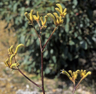 Anigozanthos viridis