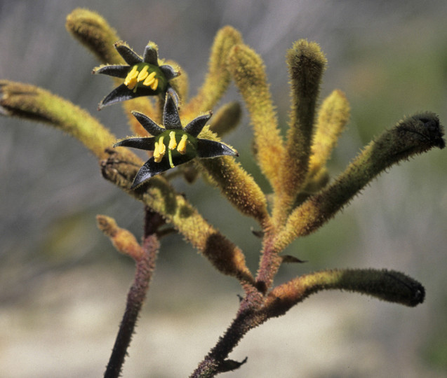 Anigozanthos viridis