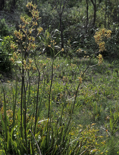 Anigozanthos viridis