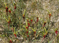 Anigozanthos bicolor