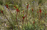 Anigozanthos bicolor