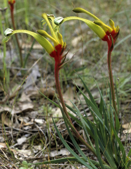 Anigozanthos bicolor