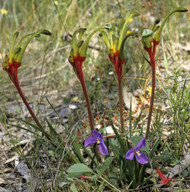 Anigozanthos bicolor