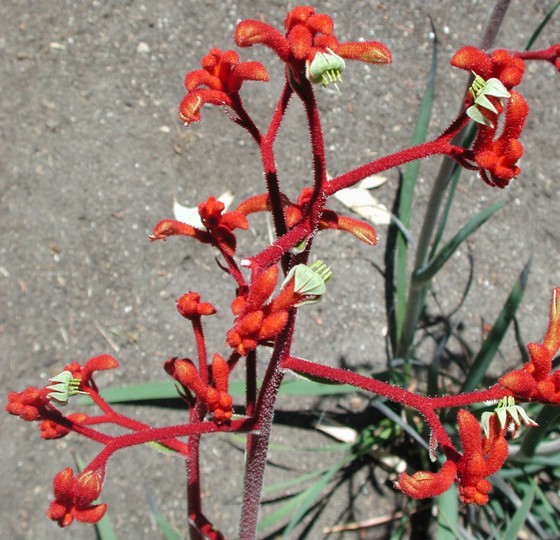 Anigozanthos rufus