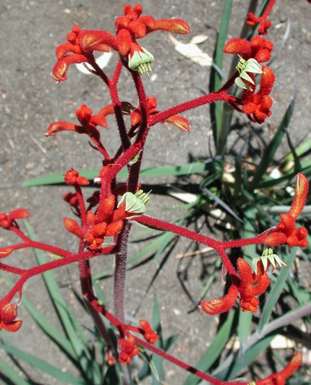 Anigozanthos rufus