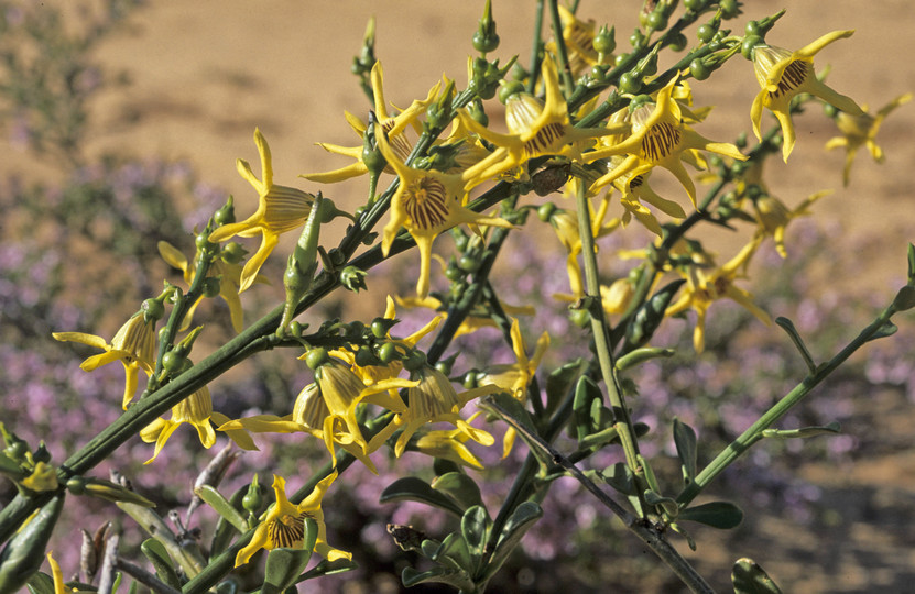 Anthocercis ilicifolia