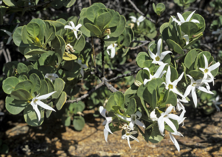 Anthocercis viscosa