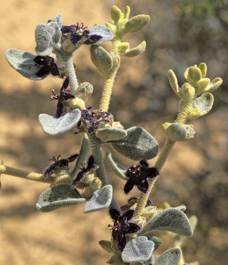 Anthotroche pannosa