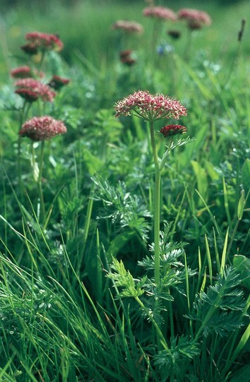 Ligusticum mutellina