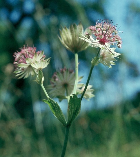 Astrantia major