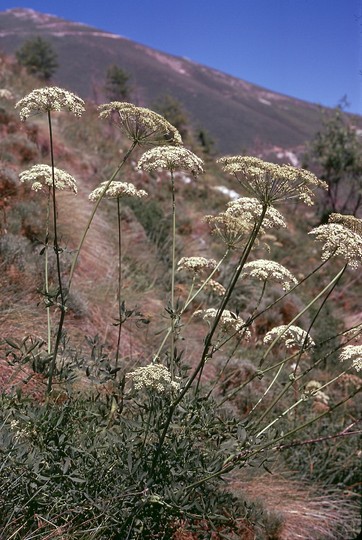 Laserpitium siler