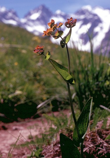 Bupleurum longifolium?