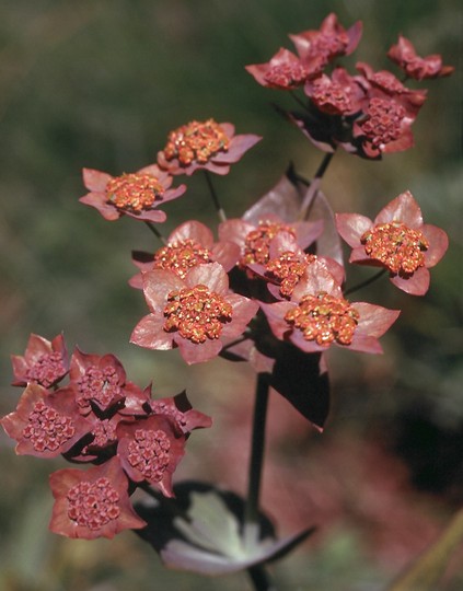 Bupleurum longifolium?