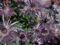 Eryngium alpinum