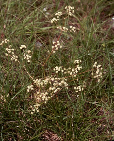 Trinia glauca