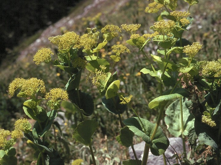 Smyrnium rotundifolium