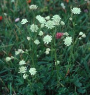 Astrantia bavarica