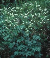 Astrantia carniolica