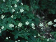 Astrantia carniolica