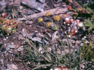 Bupleurum petraeum