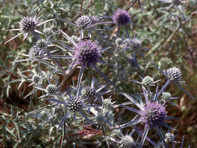 Eryngium amethystinum