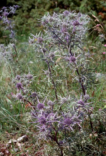 Eryngium amethystinum