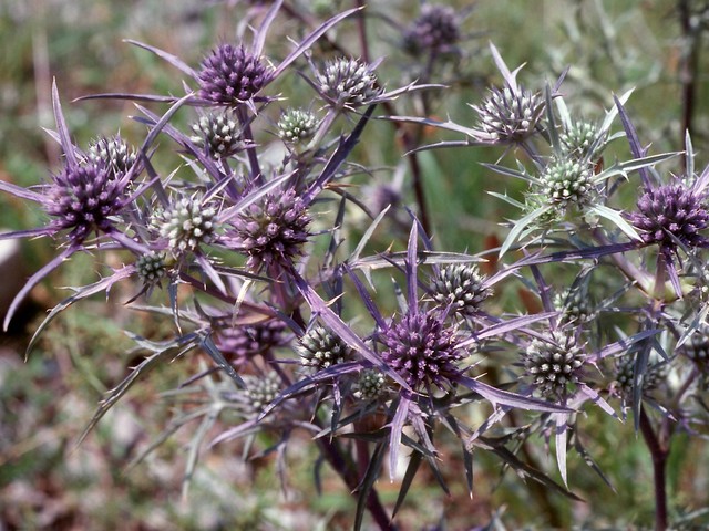 Eryngium amethystinum