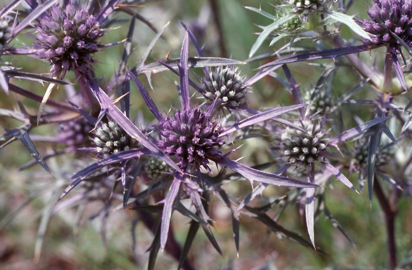 Eryngium amethystinum