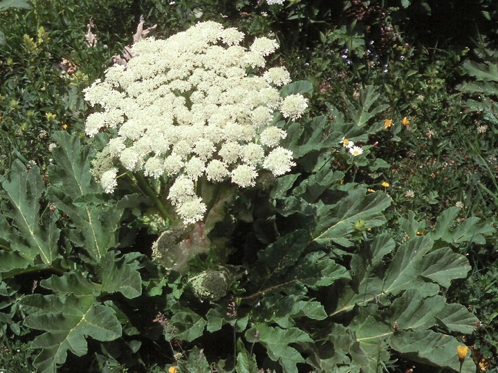 Heracleum sp.