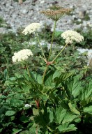 Peucedanum ostruthium