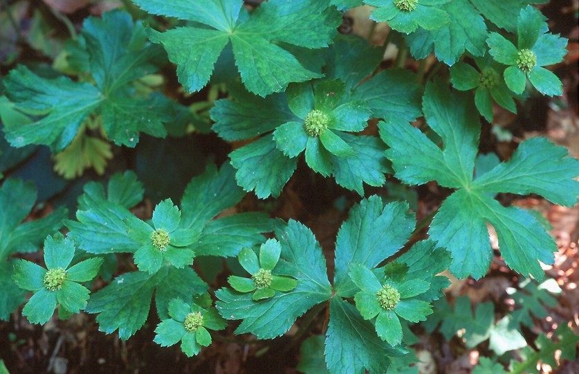 Haquetia epipactis