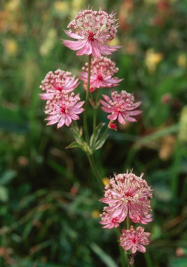 Astrantia major