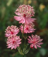 Astrantia major