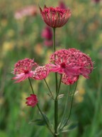 Astrantia major