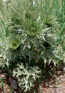 Eryngium spinalba