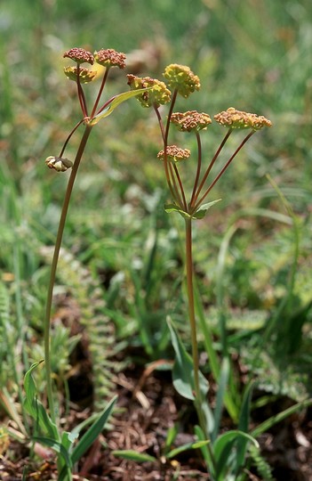 Bupleurum ranunculoides