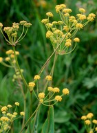 Bupleurum ranunculoides