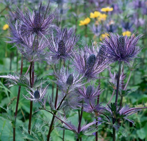 Eryngium alpinum