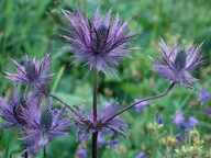 Eryngium alpinum