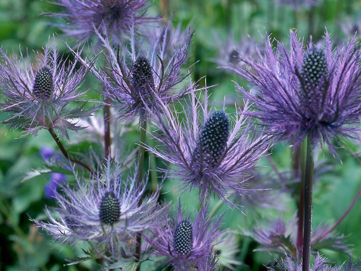 Eryngium alpinum