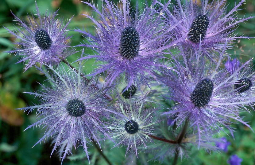 Eryngium alpinum