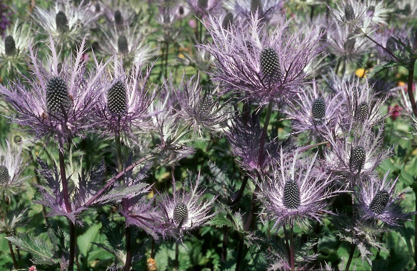 Eryngium alpinum