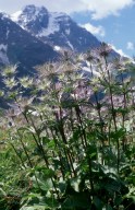 Eryngium alpinum