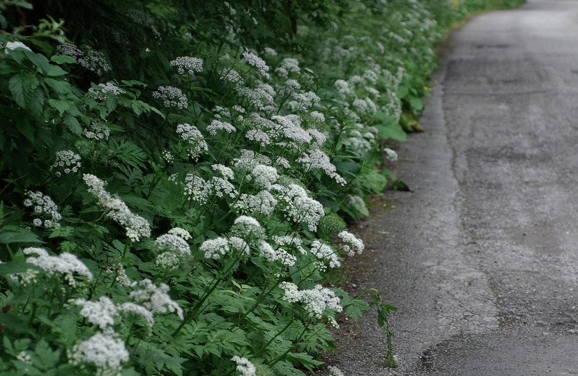 Chaerophyllum temulum