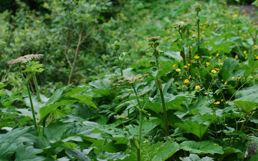 Heracleum sibiricum